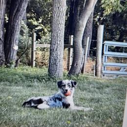 Border Collie puppies from The Weekend Farm