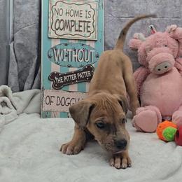 Barrel - Merle female Great Dane puppy in Caldwell, Idaho from Miner's Dynamic Danes