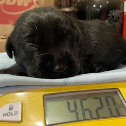 Dug - Black male Labrador Retriever puppy in Arlington, Iowa from Uncle Bucks Labrador Retrievers