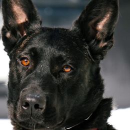Belgian Malinois and Dutch Shepherds from Maine Working Dogs