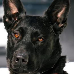 Belgian Malinois and Dutch Shepherds from Maine Working Dogs