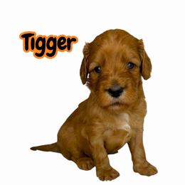 Tigger - Red male Australian Labradoodle puppy in Upland, California from Kings Labradoodles
