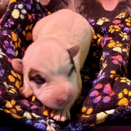 L66-01 - Red speckled female Australian Cattle Dog puppy in Sheridan, Oregon from 6pk Cattledogs