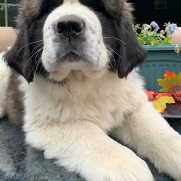 Saint Bernard Puppies from Fletchers Saints