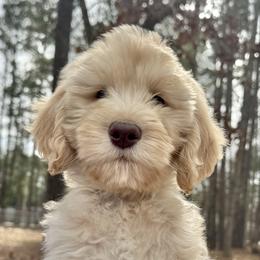 Praline - Cream male Goldendoodle puppy in Tybee Island, Georgia from Castaway Doodles
