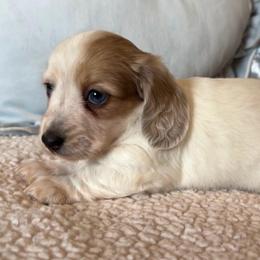 Babette - Piebald female Dachshund puppy in Gladewater, Texas from Devoted Dachshunds