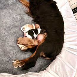 AKC ruby male - Ruby male Cavalier King Charles Spaniel puppy in North Carolina from Cavaliers of Ranchwood Acres