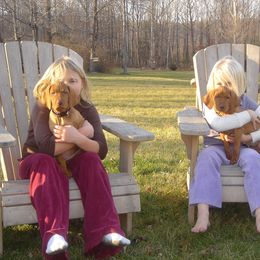 Vizsla Puppies from Mill Pond Farm Vizslas
