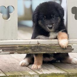 Bunny - Black tri-color female Australian Shepherd puppy in Windsor, New York from Double B Aussies
