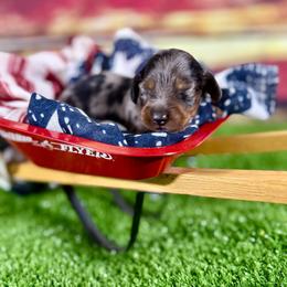 Mango - Dapple female Dachshund puppy in Westport, Kentucky from Lonestar Creek Farm