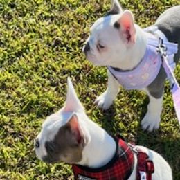 French Bulldogs from Southern Comfort French Bulldogs