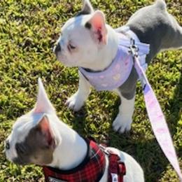 French Bulldogs from Southern Comfort French Bulldogs