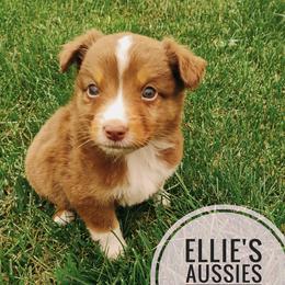 Tilly - Red tri female Miniature Australian Shepherd puppy in Kettle Falls, Washington from Ellie's Miniature Australian Shepherds
