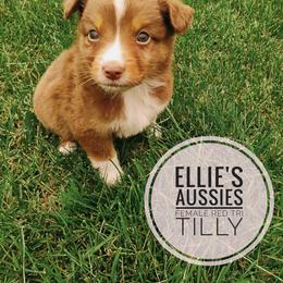 Tilly - Red tri female Miniature Australian Shepherd puppy in Kettle Falls, Washington from Ellie's Miniature Australian Shepherds