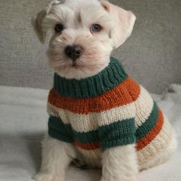 Frost - Wheaten male Miniature Schnauzer puppy in Magalia, California from NorCal Schnauzers