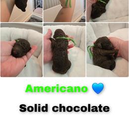 Americano - Chocolate male Goldendoodle puppy in Summerville, South Carolina from Channys Doodles