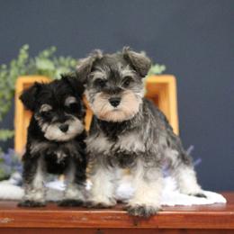Miniature Schnauzer Puppies from Clay Hill Kennels