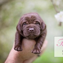 Labrador Retriever Puppies from Sagey Acres Farmette and Labs