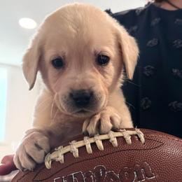 Patriot- White English Lab- cream collar - Yellow male Labrador Retriever puppy in Isanti, Minnesota from Four Corners Family Labs