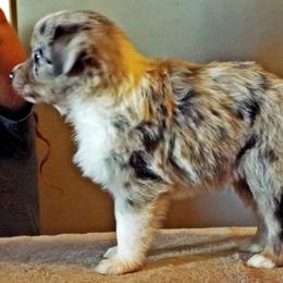 Miniature Australian Shepherd Puppies from Shady D Aussies