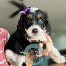 Pepper Jack - Tri-color female Bernedoodle puppy in Marion, Ohio from Doodles & Doxies