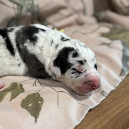 Lemon - Harlequin male Great Dane puppy in Corsica, Pennsylvania from Ferguson Family Danes LLC