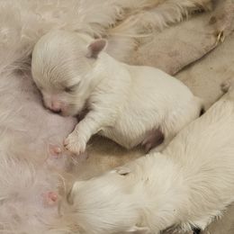 Julie's boy - White and lemon male Maltese puppy in Carthage, Missouri from Cooley's Cuddle Pups