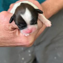 Boy 2 - Tricolor male Shih Tzu puppy in Clifton Springs, New York from Whispering Winds Charmed Hollow