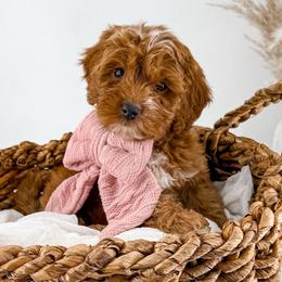 It's The Little Things- Belly Laughs - Red  female Goldendoodle puppy in Russell Springs, Kentucky from Milk & Honey Doodles