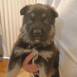 Brown - Black and tan male German Shepherd puppy in Dawsonville, Georgia from Vom Aussenseiter