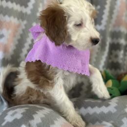Trinket - Parti female Goldendoodle puppy in Waynesboro, Virginia from Forest Creek Kennel