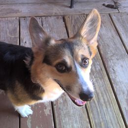 Macie - Pembroke Welsh Corgi