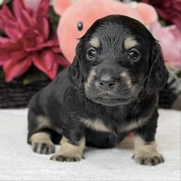 Gage black and cream (No breeding homes) - Black and cream male Dachshund puppy in Fayetteville, North Carolina from RRD