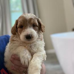 Luna - Parti female Goldendoodle puppy in Jacksonville, Florida from Dandelion Doodles