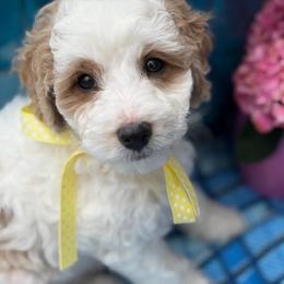Parsley - male Cavapoochon puppy in North Lawrence, Ohio from Liberty Pups