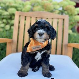 Cookie Monster - Tri-color male Bernedoodle puppy in Springville, Utah from JW Doodles
