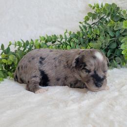 Girl 1 - Blue merle female Aussiedoodle puppy in Missouri from B&M Cottonwood Canines