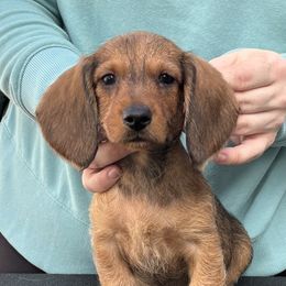 Dachshund Puppies from Passport Dachshunds