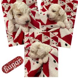 Sugar - White male Bernedoodle puppy in Pismo Beach, California from Beach Bernedoodles