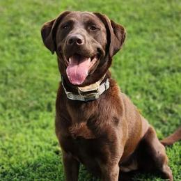 Penny - Labrador Retriever