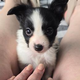 Agnetha - White and black female Papillon puppy in Hollister, Missouri from Swan Creek Kennel