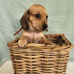 Dachshund Puppies from Wonder Weenies