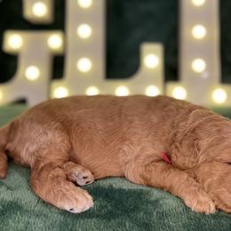 Noel - Goldendoodle puppy from Golden Life Doodles