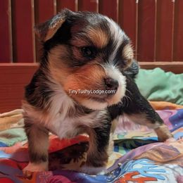 AKC Traditional boy - Blue and gold male Yorkshire Terrier puppy in Greencastle, Indiana from Tiny Tushy Lodge