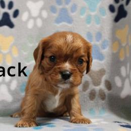 Black - Ruby male Cavalier King Charles Spaniel puppy in Glendale, Arizona from Comforting Cavaliers