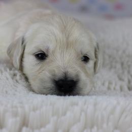 Golden Retriever Puppies from Mountain Sky Goldens   https://youtu.be/30SVQesEtig?si=CMjASv_Tza1VKSNt