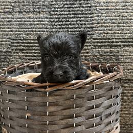 Boy 5 - Black male Scottish Terrier puppy in Nickelsville, Virginia from Pecan Creek