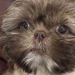 Charley Brown - Liver and white Shih Tzu puppy in Upland, California from Sassy AKC Shih Tzus