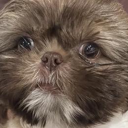 Charley Brown - Liver and white Shih Tzu puppy in Upland, California from Sassy AKC Shih Tzus