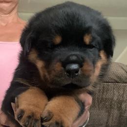 Hail - Black and mahogany male Rottweiler puppy in Crothersville, Indiana from The Solid Rock Kennel